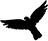 鳥情探測系統